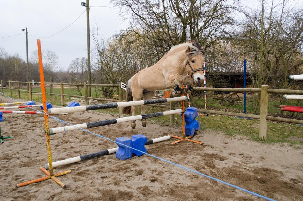 Fjordhest KRAGELUNDS TRYM - 01.03.14 - 1,10 m :) billede 25