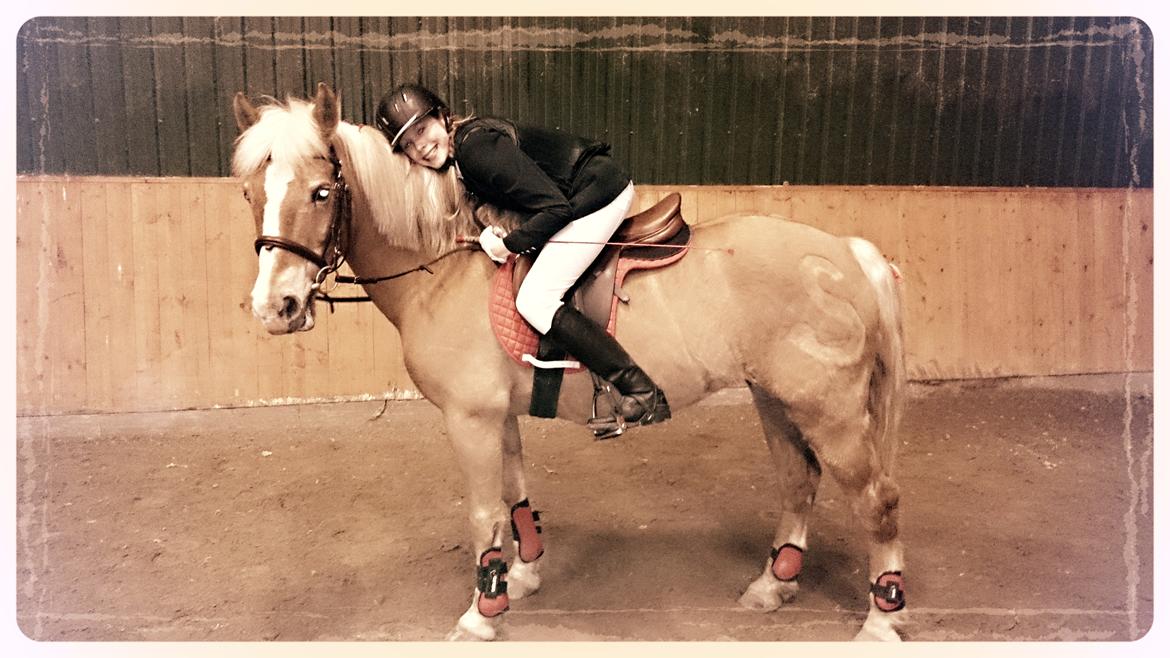 Haflinger Sissi billede 43