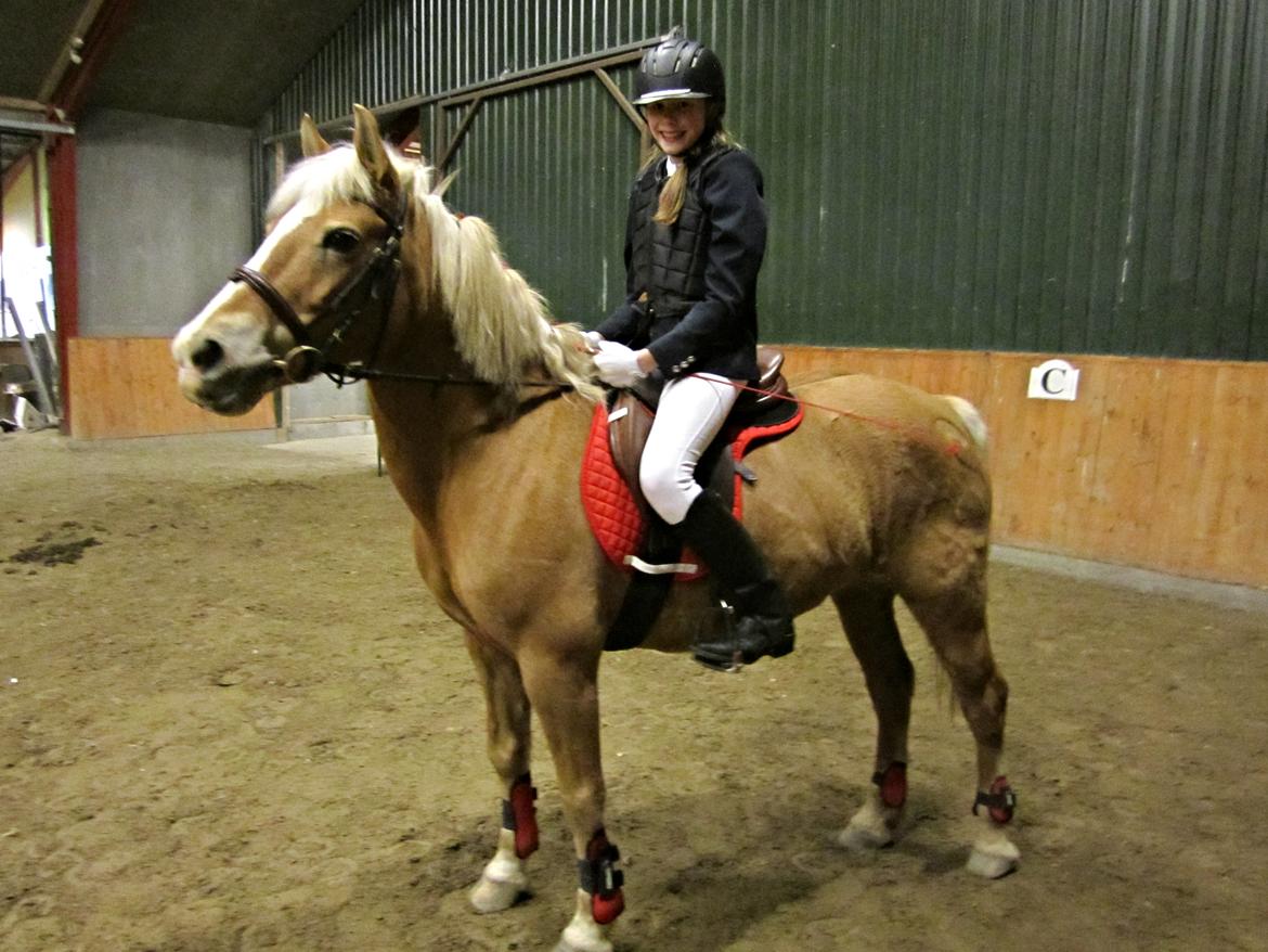 Haflinger Sissi billede 44