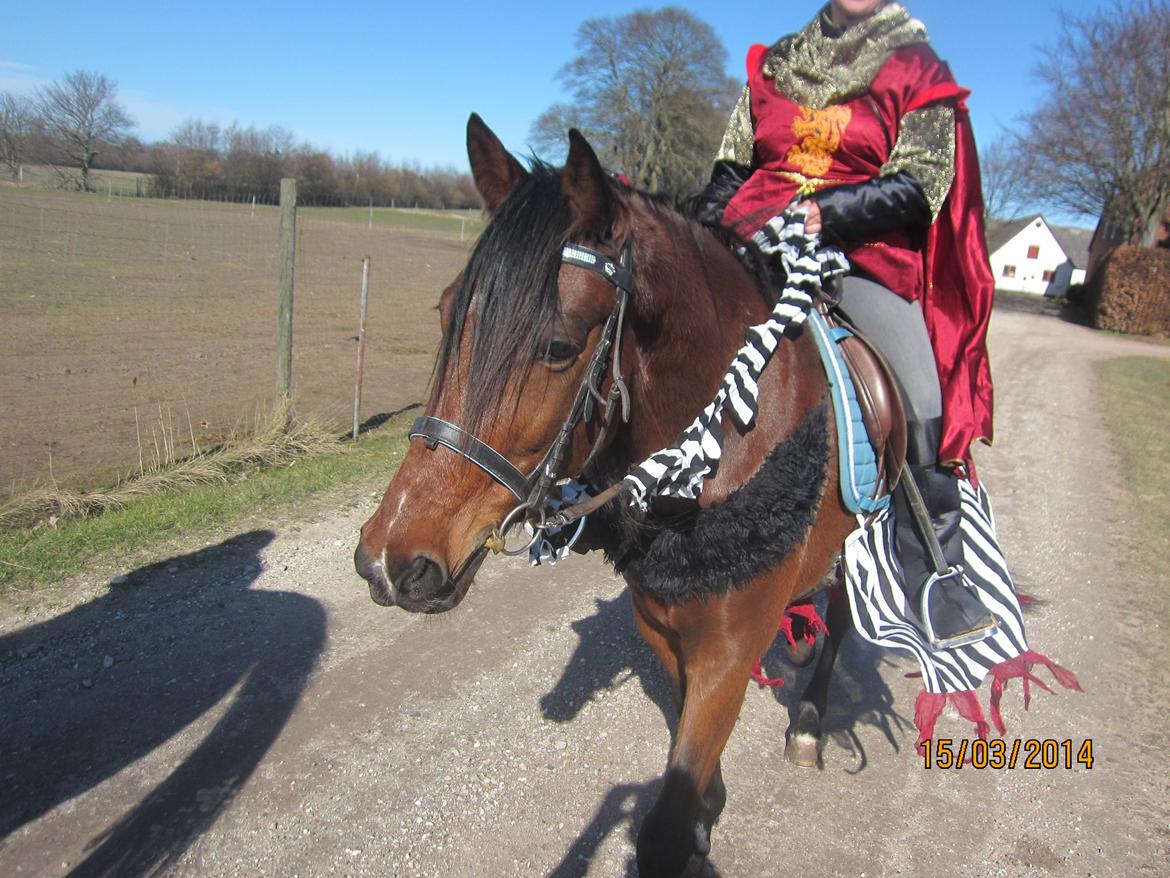 Traver Torak billede 20