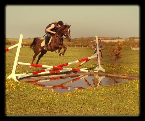 Hollandsk Sportspony Chico - Chico springer lang vandgrav. Lånt af tidligere ejer. billede 1