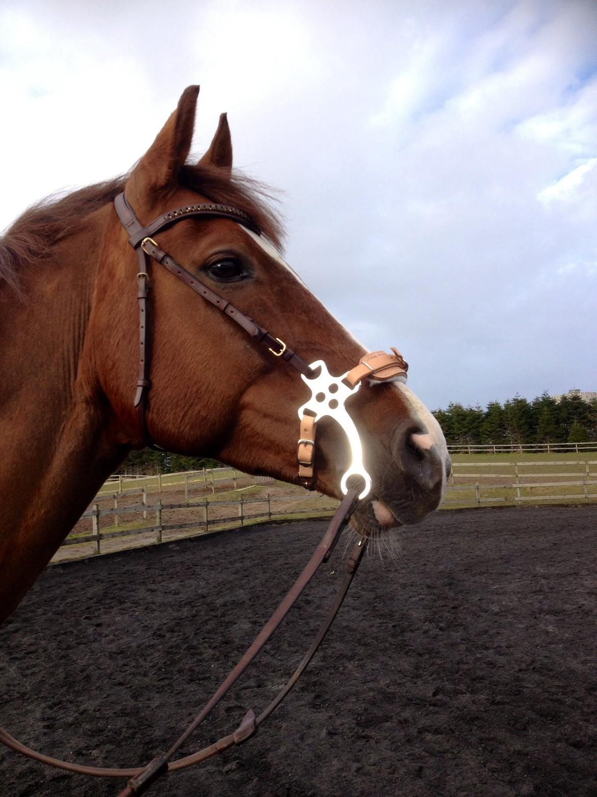 Dansk Varmblod Hyggebo's Fuego billede 20