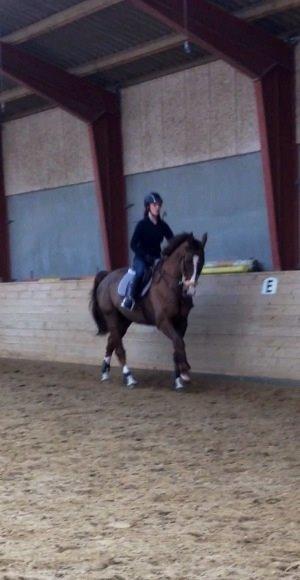 Dansk Varmblod Hyggebo's Fuego billede 21