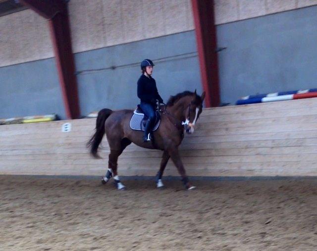 Dansk Varmblod Hyggebo's Fuego billede 22