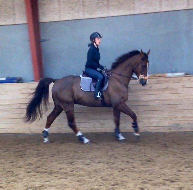 Dansk Varmblod Hyggebo's Fuego billede 23