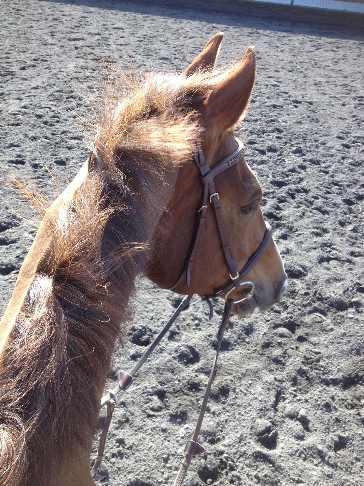 Dansk Varmblod Hyggebo's Fuego billede 24