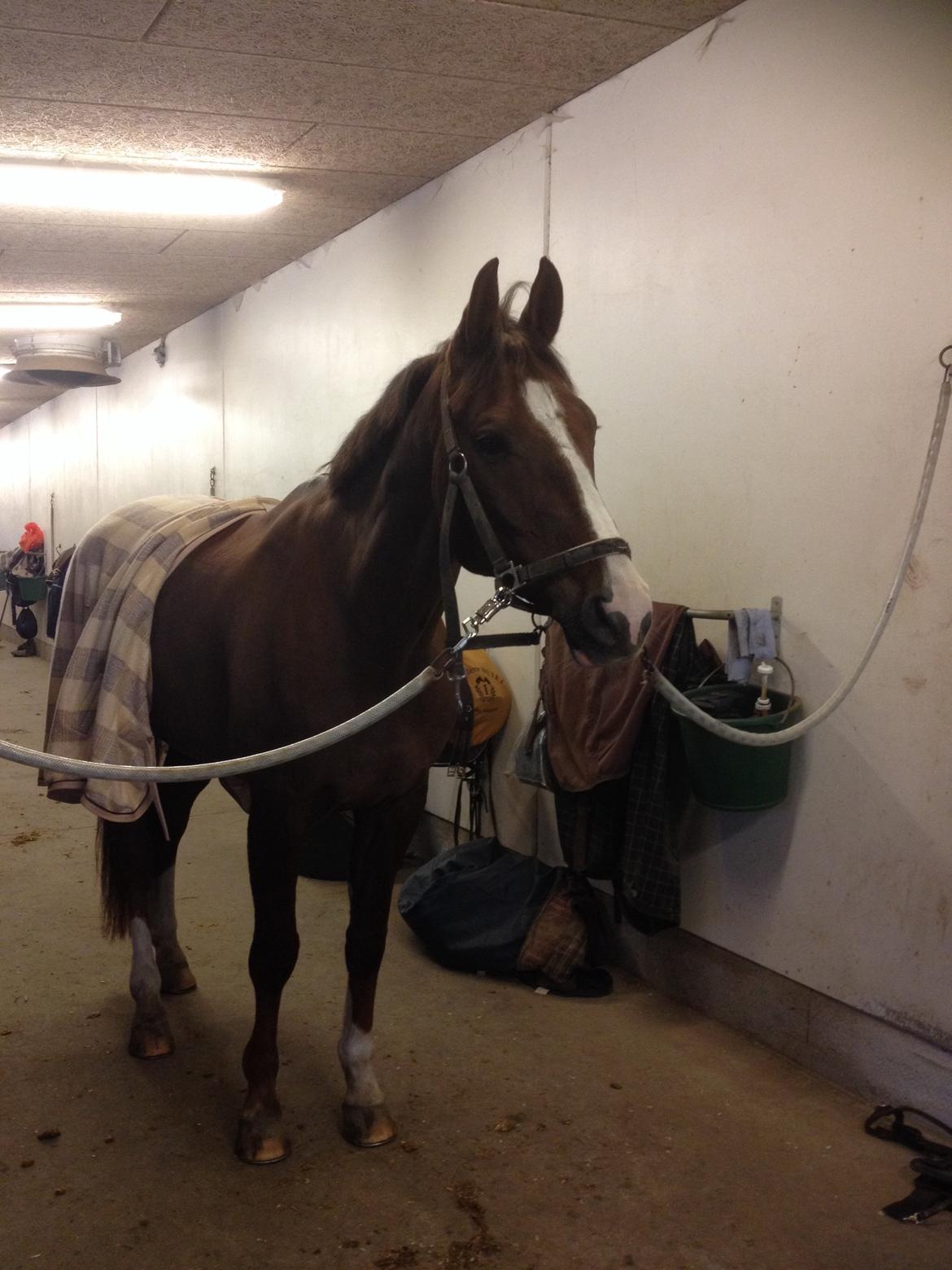 Dansk Varmblod Hyggebo's Fuego billede 25