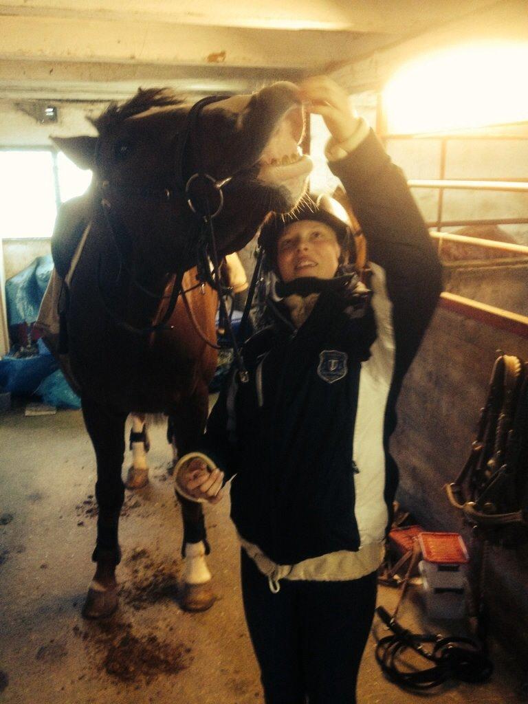 Dansk Varmblod Hyggebo's Fuego billede 26