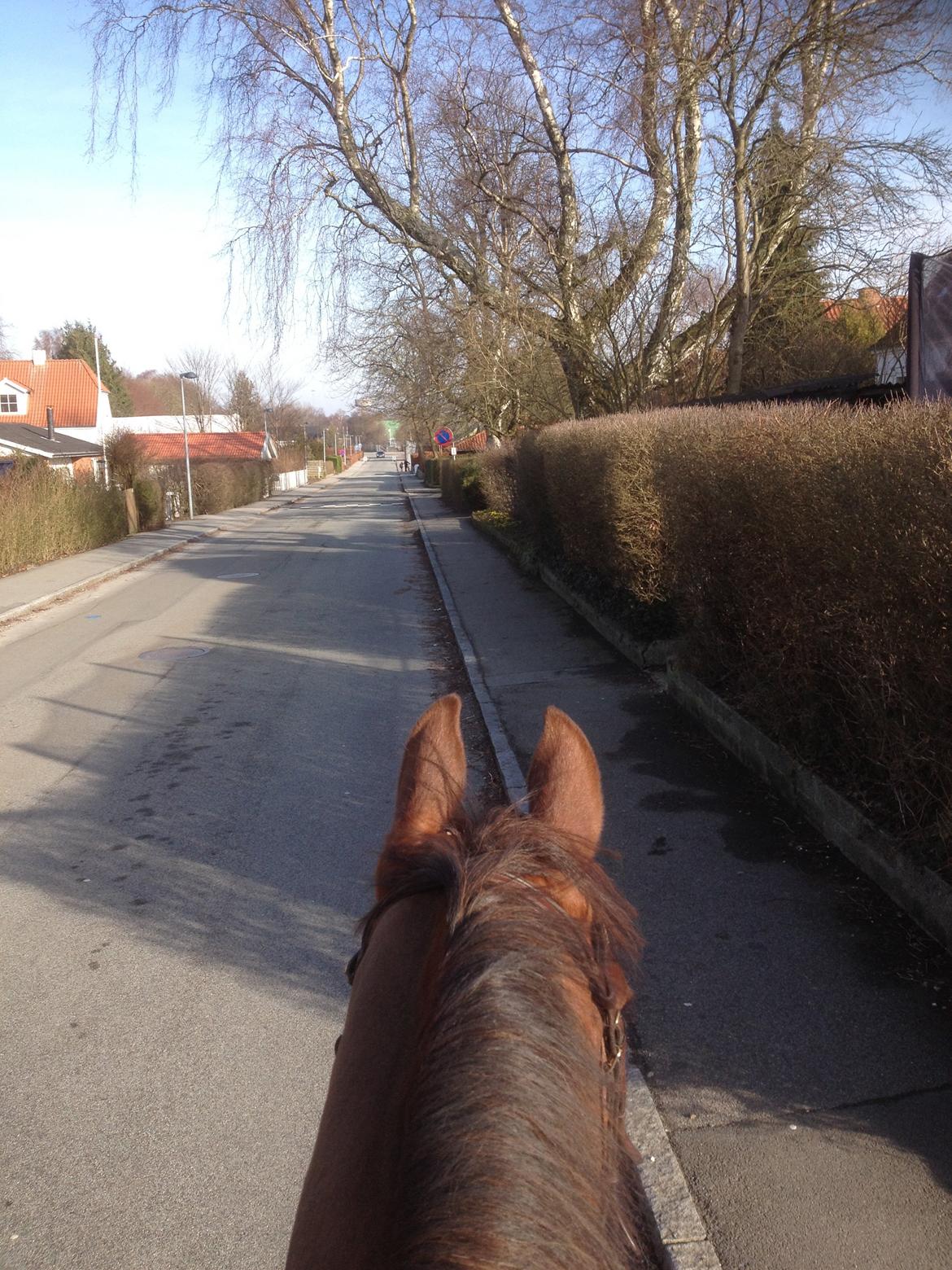 Dansk Varmblod Hyggebo's Fuego billede 27