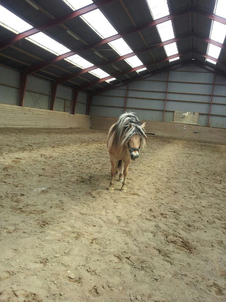 Fjordhest Fairith Kjeldsvang Solgt billede 23