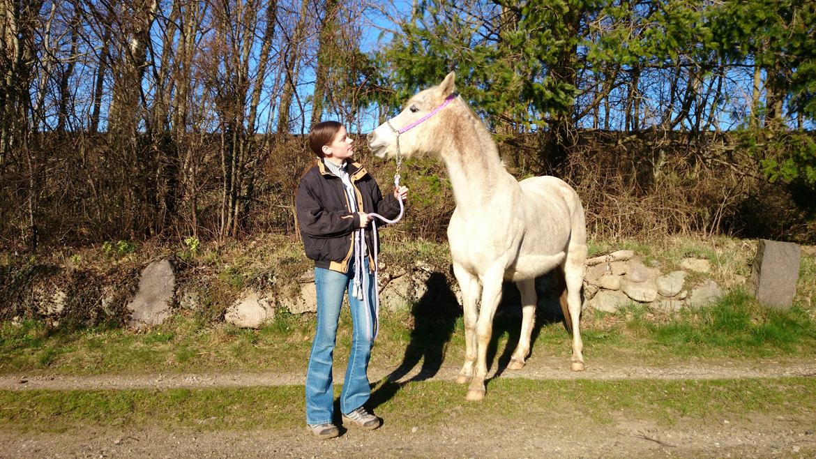 Arabisk fuldblod (OX) Pallas Athene billede 6