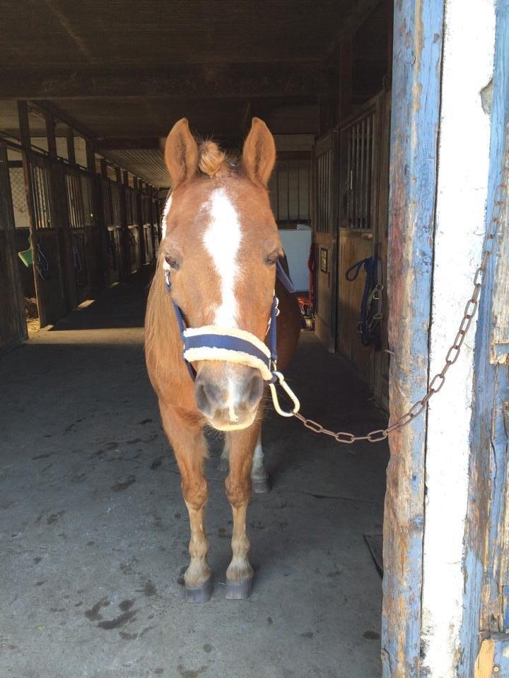 Anden særlig race Bazooka Rosendal  billede 3