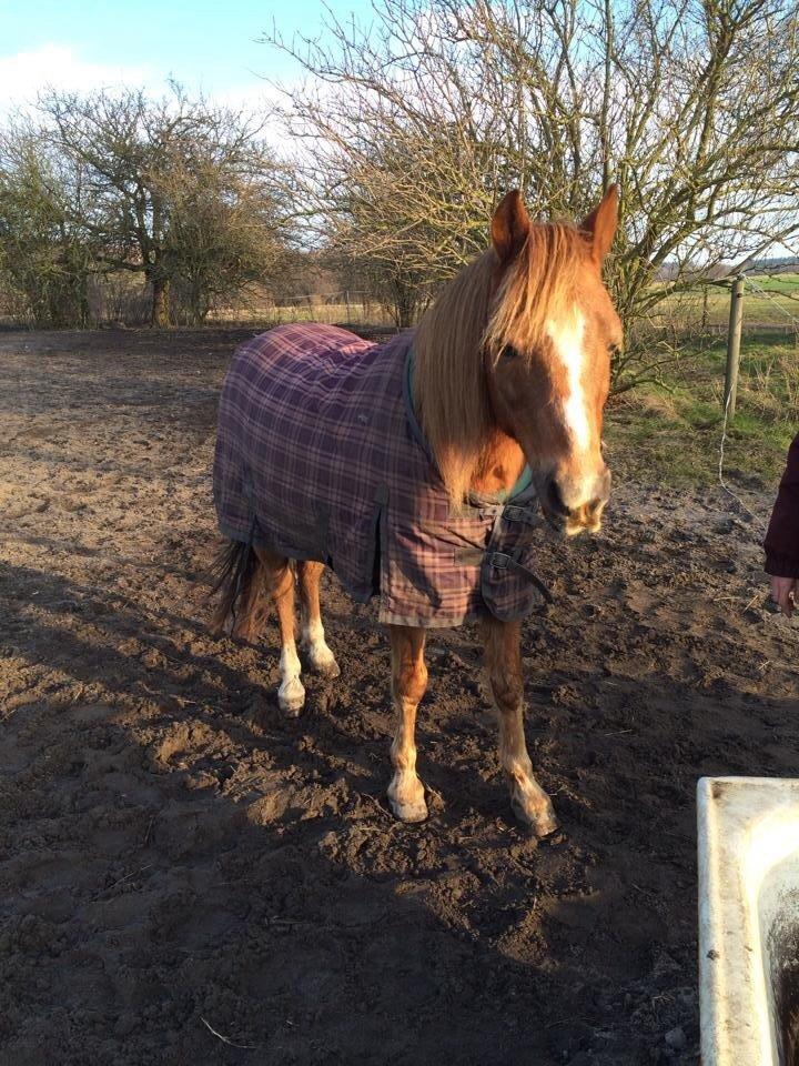 Anden særlig race Bazooka Rosendal  billede 4