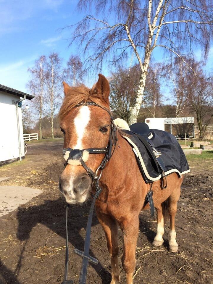 Anden særlig race Bazooka Rosendal  billede 8