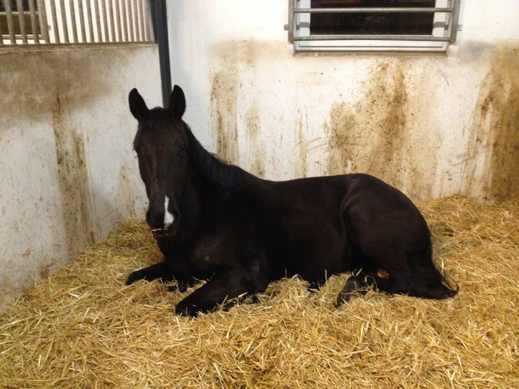 Dansk Varmblod Alphabeat - Min lille puttegøj er gået i seng ;) d. 17/3-14 billede 23