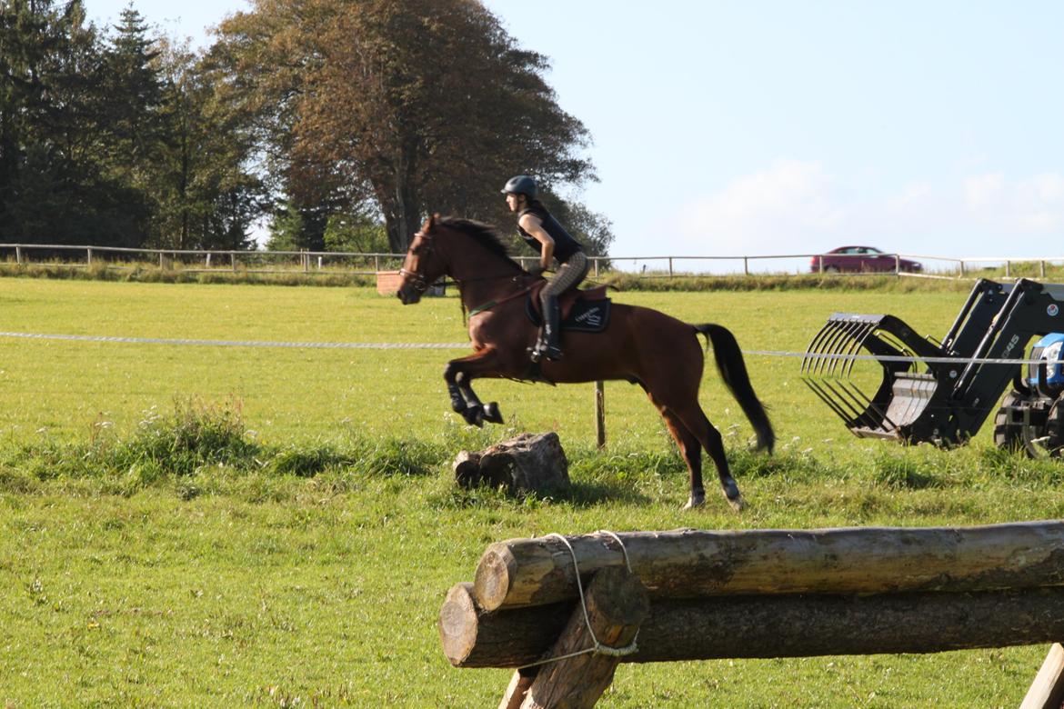 Dansk Varmblod Cappuchino - Chino's første Military træning på Skaarup Overgaard - 2011 billede 31