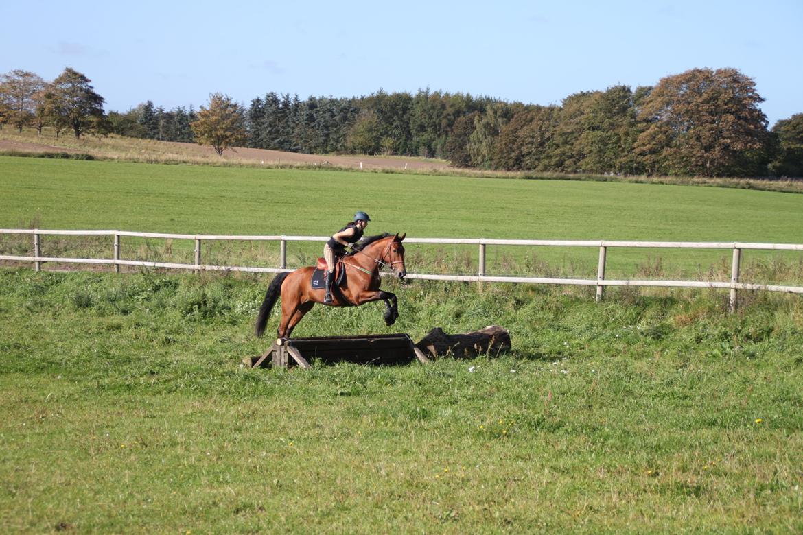 Dansk Varmblod Cappuchino - Chino's første Military træning på Skaarup Overgaard - 2011 billede 28