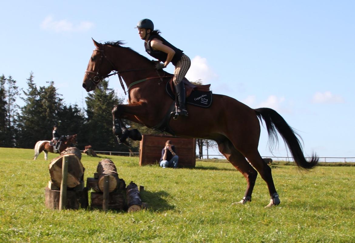 Dansk Varmblod Cappuchino - Chino's første Military træning på Skaarup Overgaard - 2011 billede 27