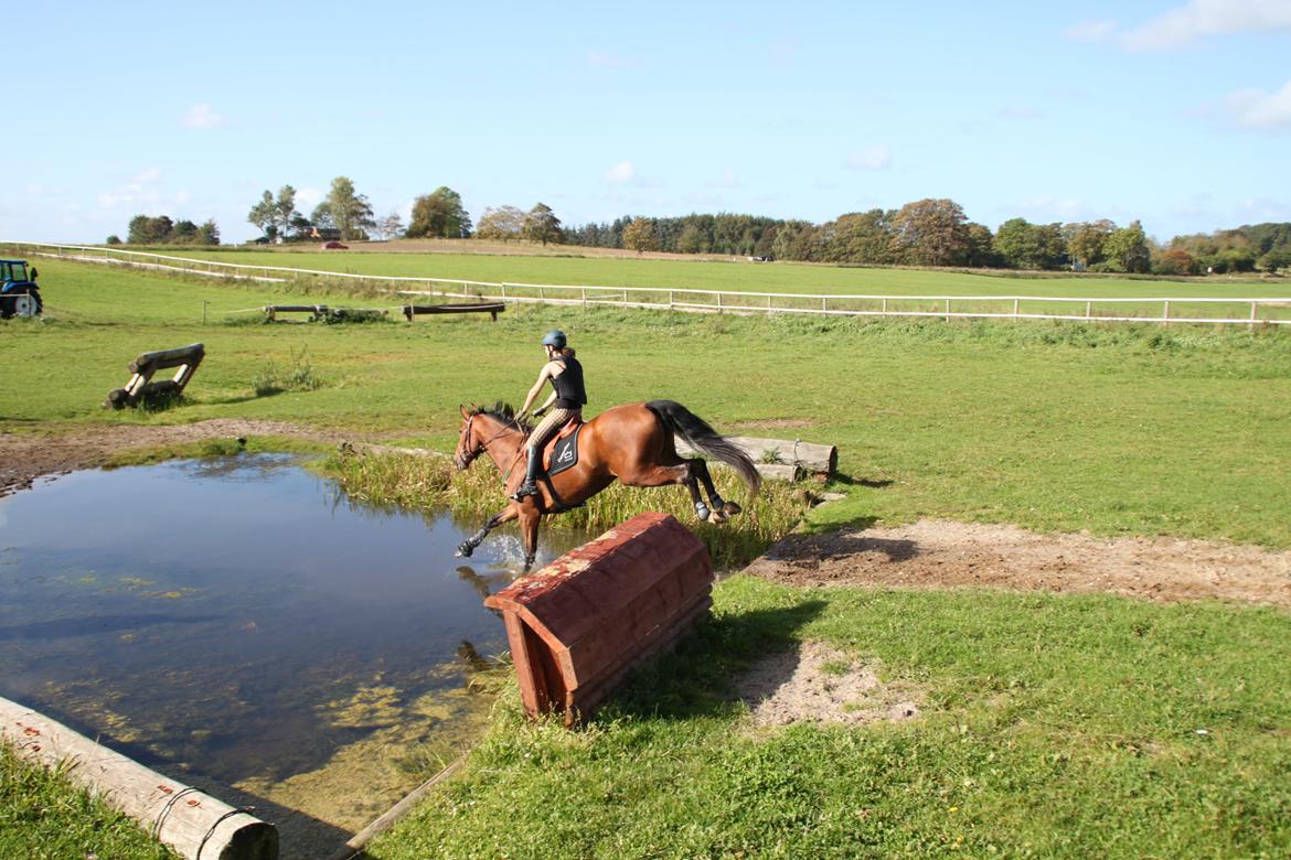 Dansk Varmblod Cappuchino - Chino's første Military træning på Skaarup Overgaard - 2011 billede 29