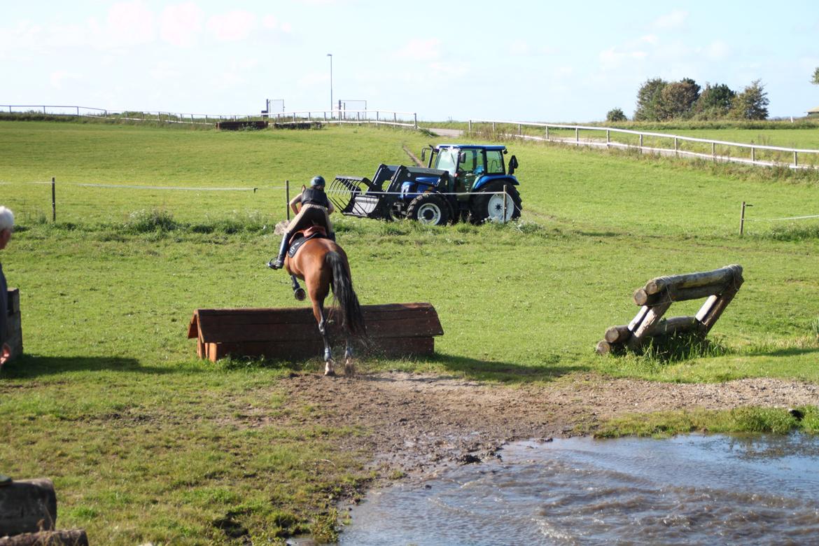 Dansk Varmblod Cappuchino - Chino's første Military træning på Skaarup Overgaard - 2011 billede 30
