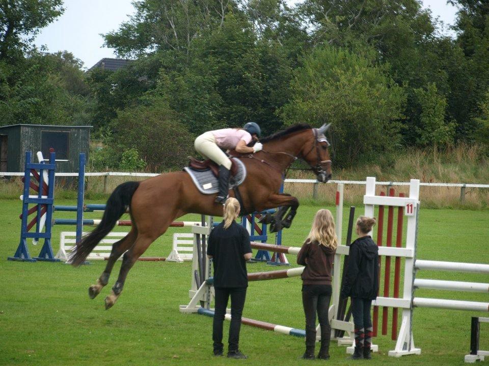Dansk Varmblod Cappuchino - Heh! Vandt Hjørring Cuppen, selvom jeg glemte banen i omspringning i finalen... Det må man kalde en overbevisende sejr :) Skønne Hest - August 2012 billede 24