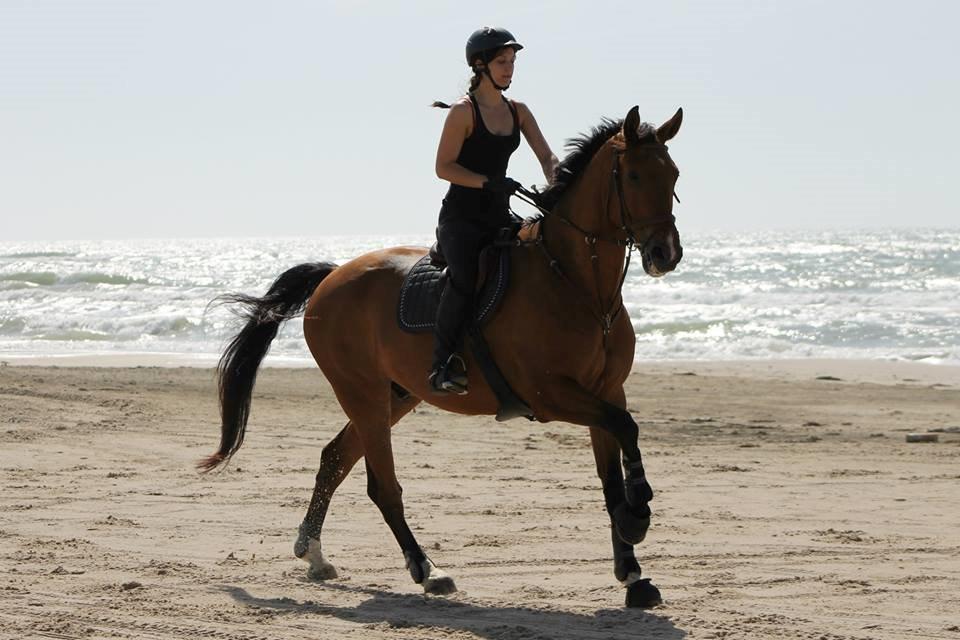 Dansk Varmblod Cappuchino - En god galop på stranden - Sommeren 2013 billede 8