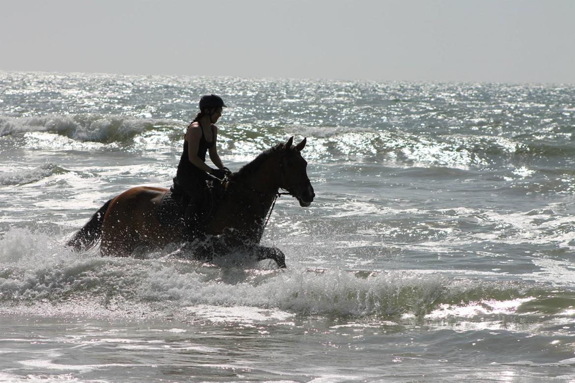 Dansk Varmblod Cappuchino - En rigtig vandhund - Sommeren 2013 billede 13