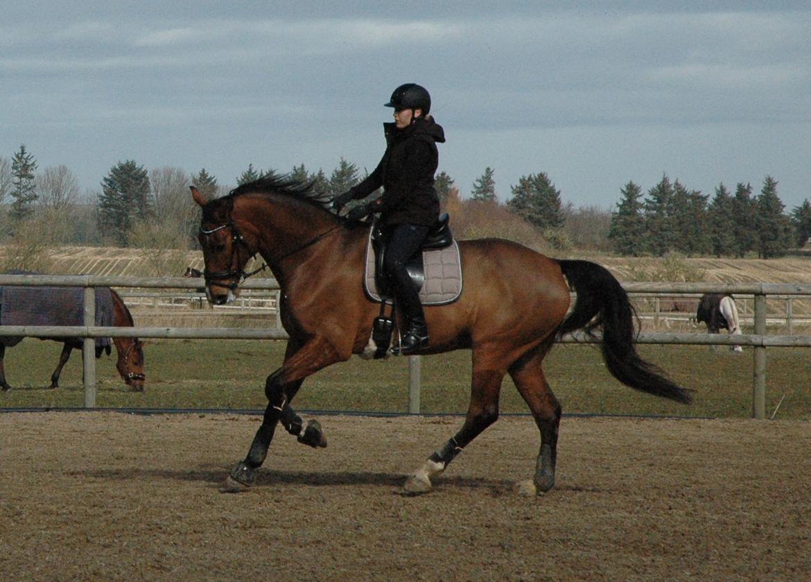 Dansk Varmblod Cappuchino - Første gang Emma rider Chino... Der er lidt dressurmusse i ham :P - Marts 2014 billede 2