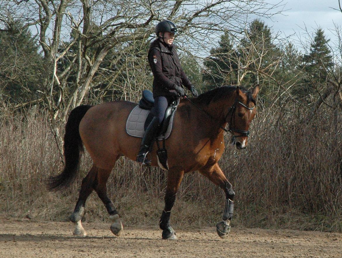 Dansk Varmblod Cappuchino - Første gang Emma rider Chino... Der er lidt dressurmusse i ham :P - Marts 2014 billede 4