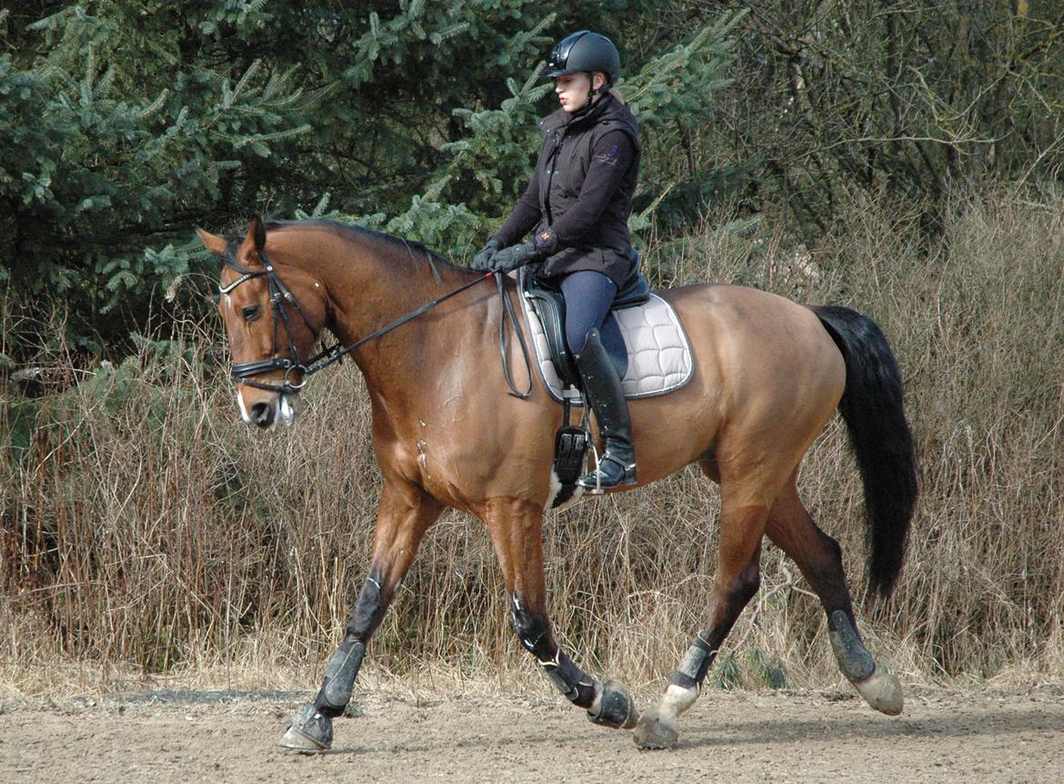 Dansk Varmblod Cappuchino - Første gang Emma rider Chino... Der er lidt dressurmusse i ham :P - Marts 2014 billede 3