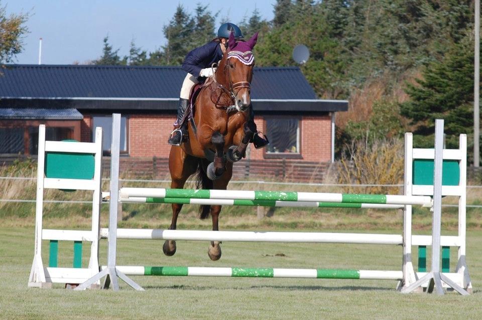 Dansk Varmblod Cappuchino - LB** i Hirtshals rideklub. Skønne hest tog 1 plad i alle klasser den weekend :) - September 2012 billede 18