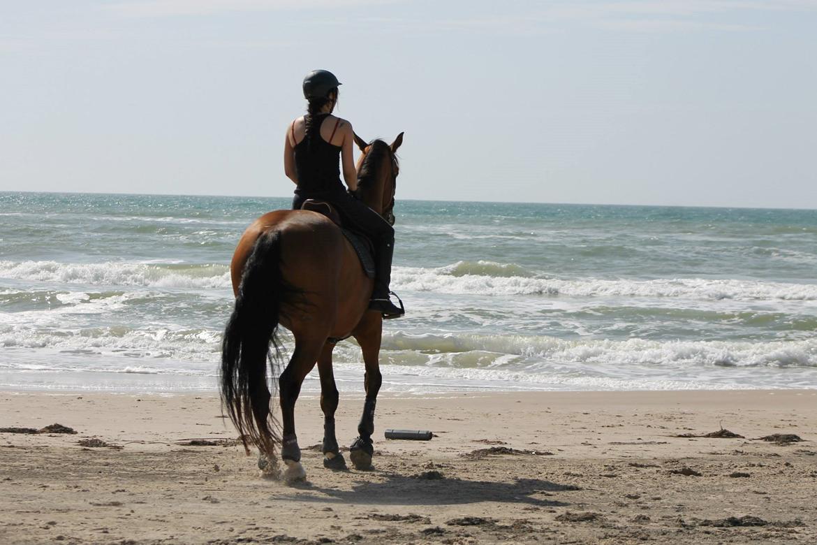 Dansk Varmblod Cappuchino - "Skal vi i vandet?" - Sommeren 2013 billede 9