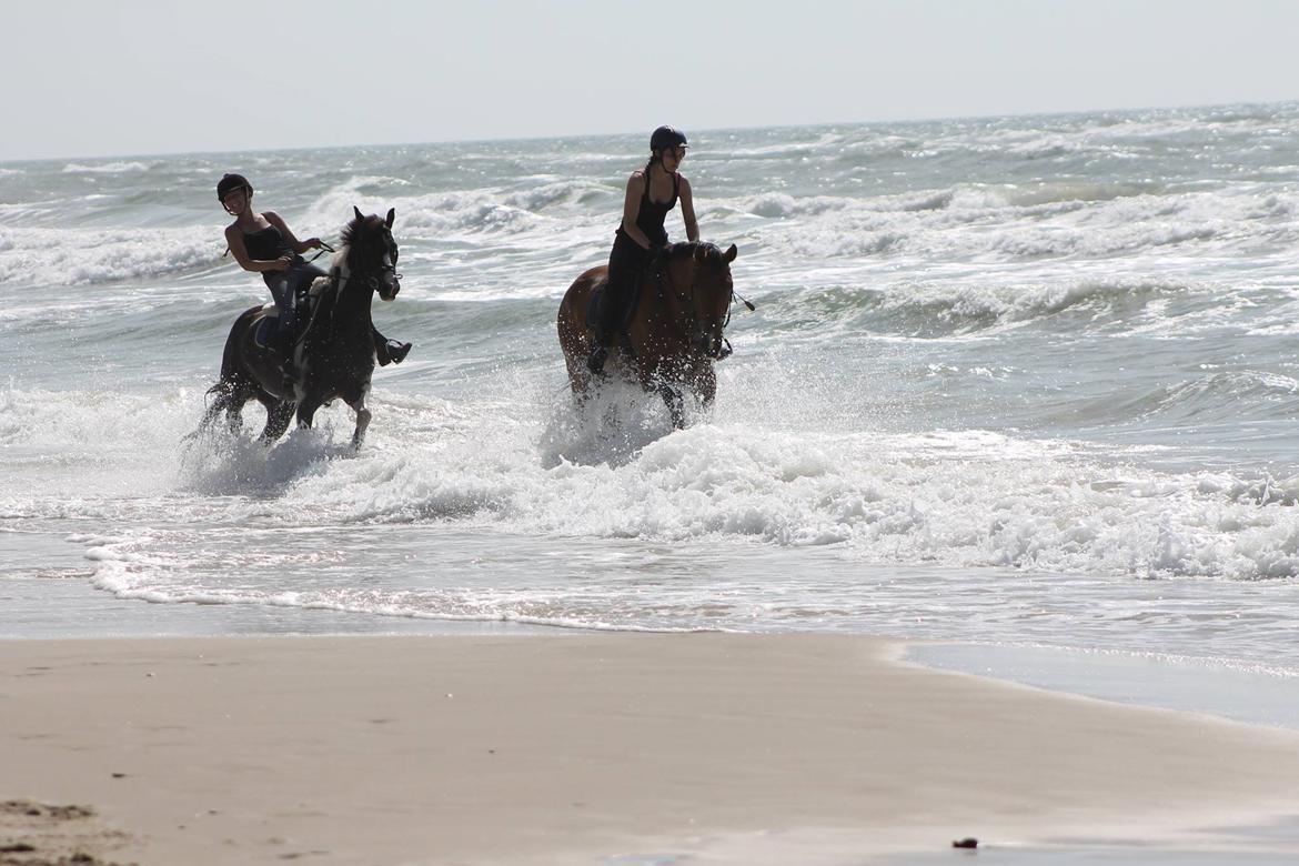Dansk Varmblod Cappuchino - Strandtur Sommeren 2013 billede 12