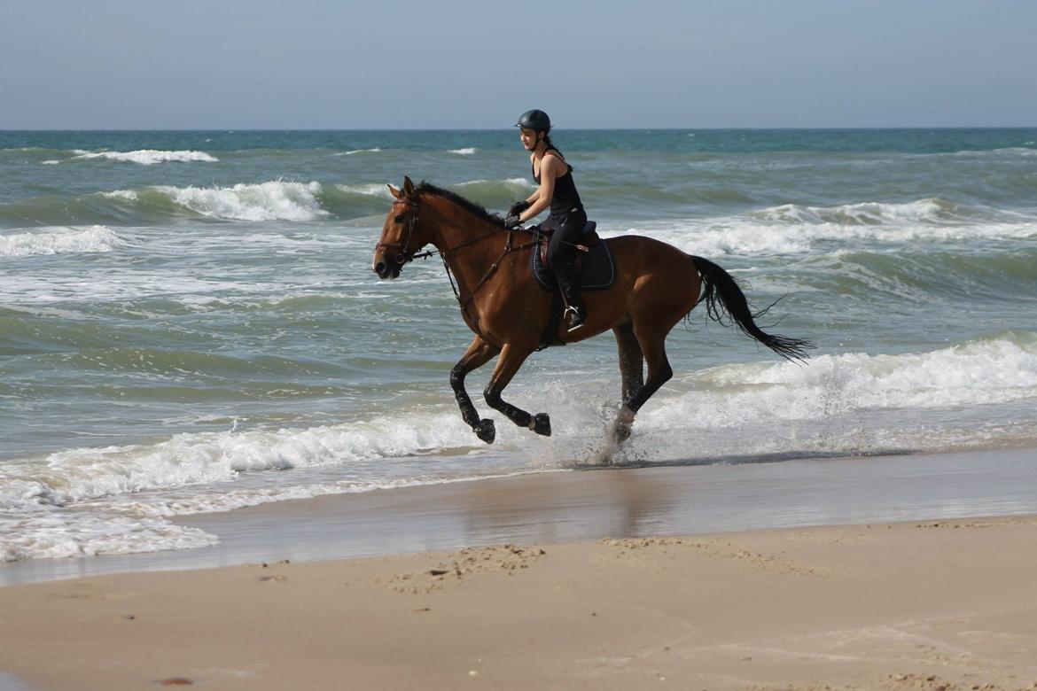 Dansk Varmblod Cappuchino - Strandtur Sommeren 2013 billede 10