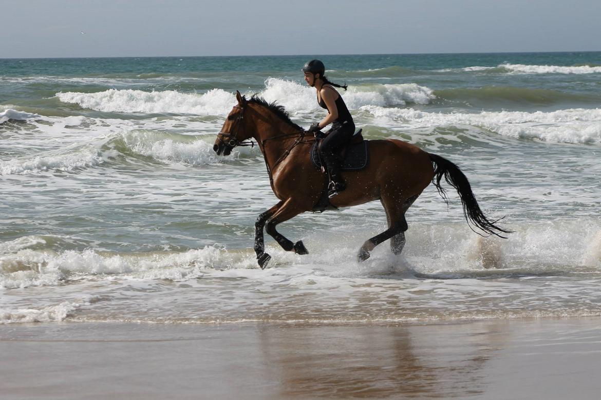 Dansk Varmblod Cappuchino - Strandtur Sommeren 2013 billede 11