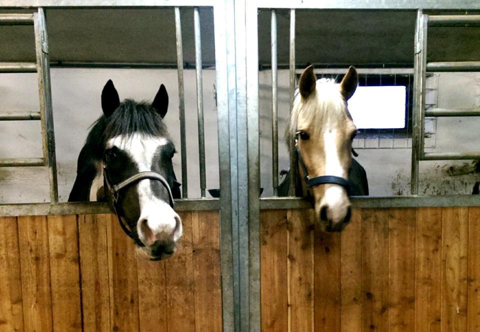 Anden særlig race Fenja billede 9