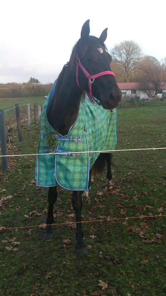 Anden særlig race Shadow billede 1