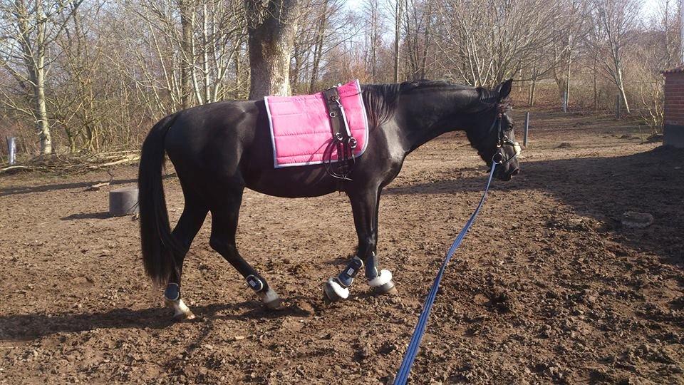 Anden særlig race Shadow billede 4