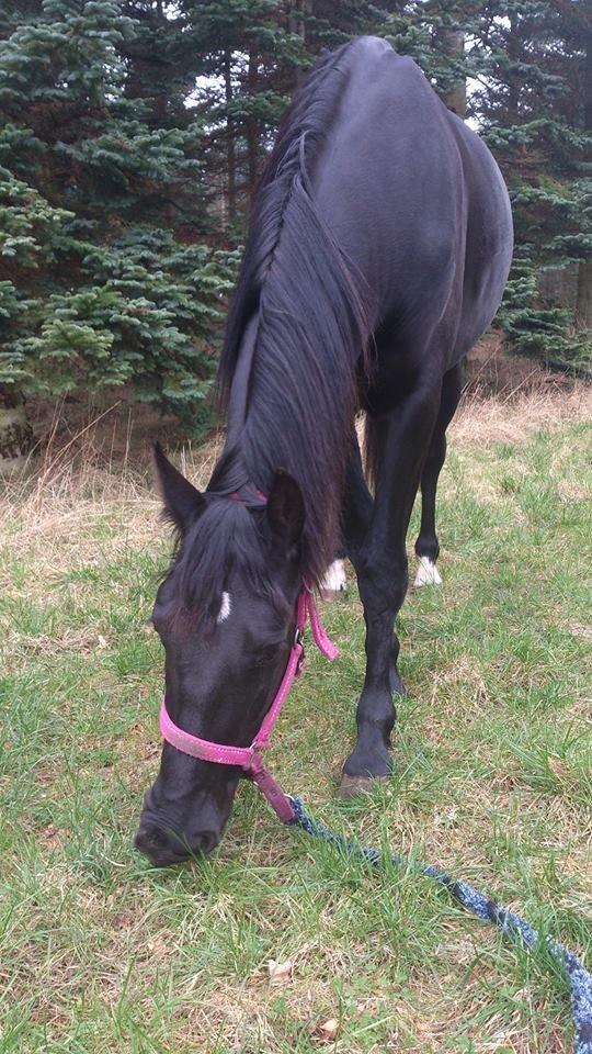 Anden særlig race Shadow billede 2