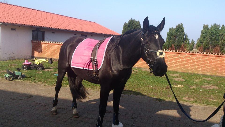 Anden særlig race Shadow billede 5