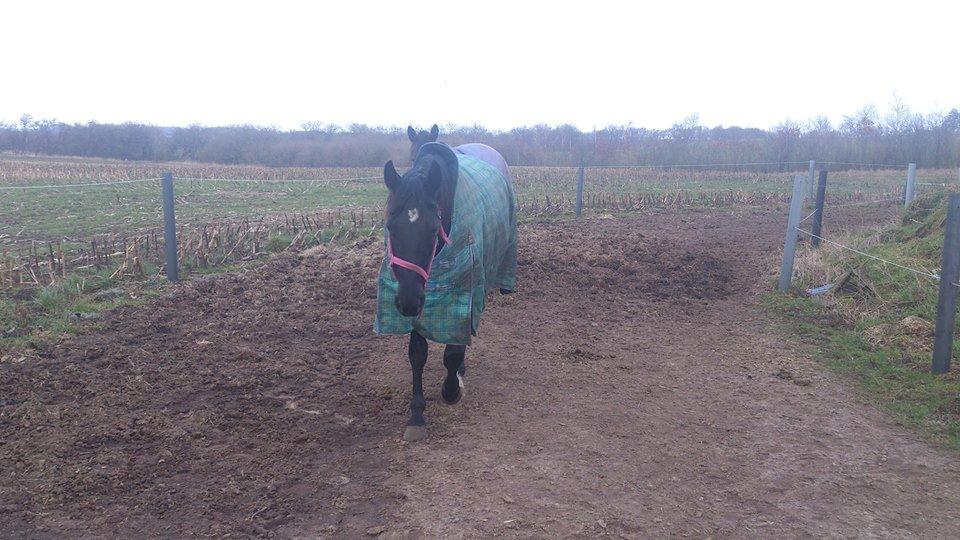 Anden særlig race Shadow billede 3