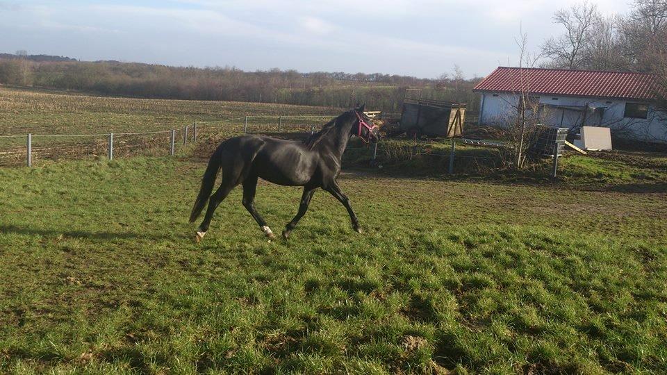Anden særlig race Shadow billede 7