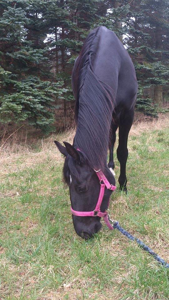 Anden særlig race Shadow billede 8
