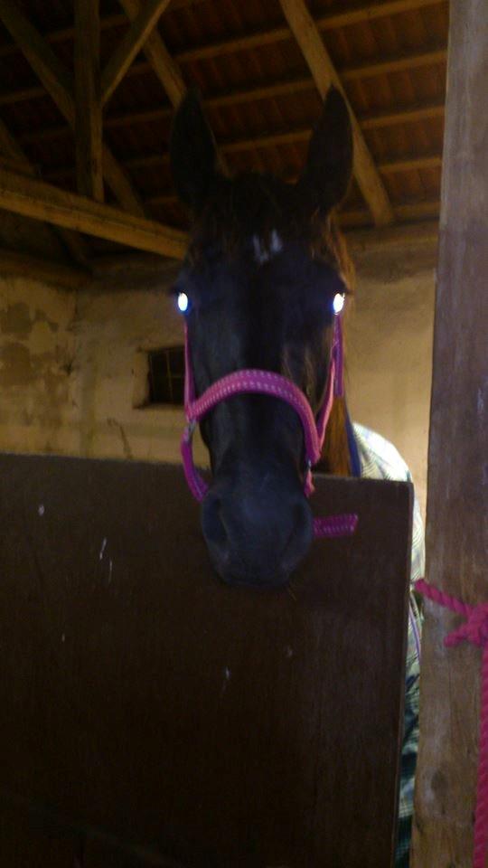 Anden særlig race Shadow billede 9