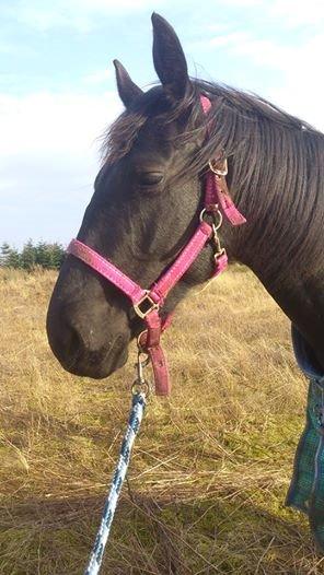 Anden særlig race Shadow billede 6