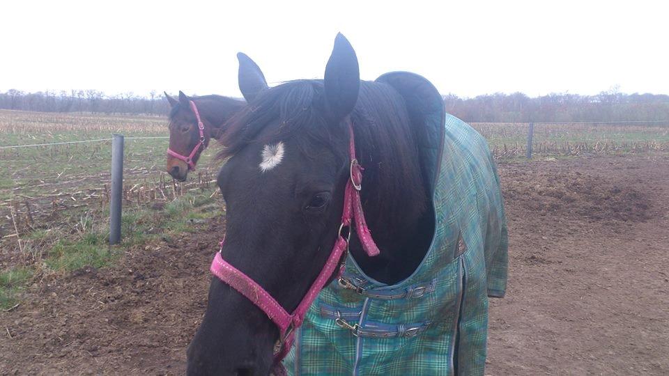 Anden særlig race Shadow billede 10