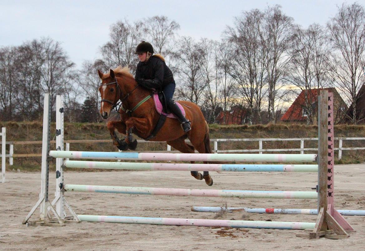 Appaloosa Sequoia van de lorkeershoeve <3 - Sequoia og jeg, efter genoptræning! <3 18/3-14 foto: Sofie billede 29