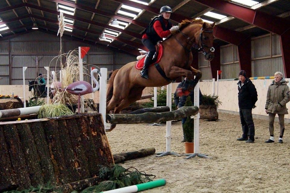 Dansk Varmblod - Sandagergård´s Rafaell - Indoor eventing ved Lars Christenson! billede 6