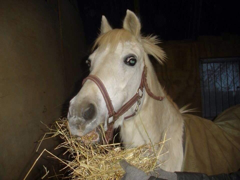 Tysk Sportspony Alina<3(tidl.part) billede 11