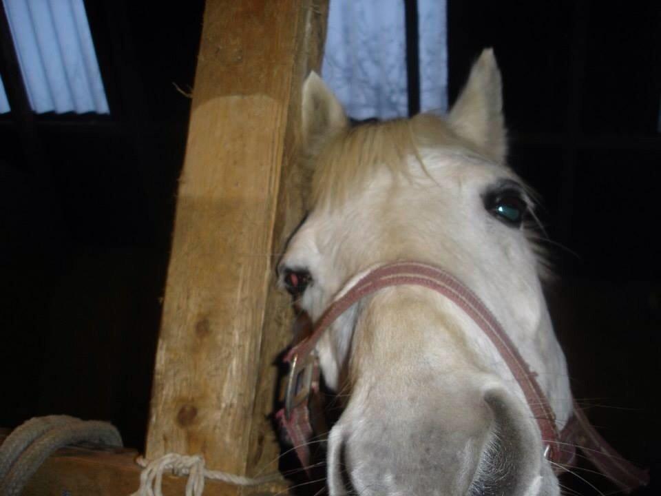 Tysk Sportspony Alina<3(tidl.part) billede 12